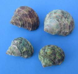 Wholesale turbo bruneus shells 1 inch to 1-3/4 inch - 20 kilos @ $3.00/kilo