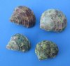 Wholesale turbo bruneus shells for craft and hermit crabs measuring 1 inch to 1-3/4 inch - Case of 20 kilos @ $3.00/kilo