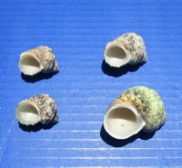 Wholesale turbo bruneus shells 1 inch to 1-3/4 inch - 2 kilos per bag @ $3.50 kilo 