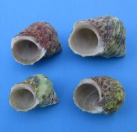 Wholesale turbo bruneus shells 1 inch to 1-3/4 inch - 20 kilos @ $3.00/kilo