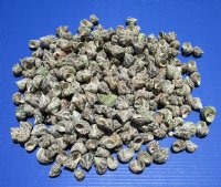 Wholesale turbo bruneus shells 1 inch to 1-3/4 inch - 2 kilos per bag @ $3.50 kilo 
