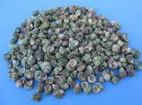 Wholesale turbo bruneus shells 1 inch to 1-3/4 inch - 20 kilos @ $3.00/kilo