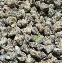 Wholesale turbo bruneus shells 1 inch to 1-3/4 inch - 2 kilos per bag @ $3.50 kilo 