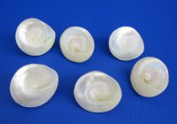 Wholesale Pearlized Trochus Shells 2-1/2 inches - 25 pcs @ $1.00 each; 100 pcs @ $.90 each