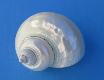 Wholesale Pearl turbo Shells 3 inch to 3-1/2 inch - 6 pcs @ $5.25 each; 12 pcs @ $4.70 each
