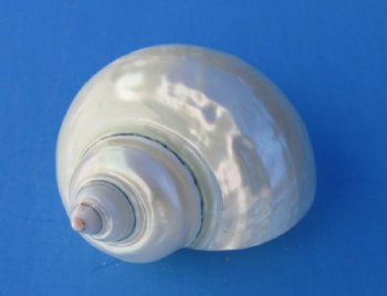 Wholesale Pearl turbo Shells 3 inch to 3-1/2 inch - 6 pcs @ $4.75 each; 12 pcs @ $4.25 each