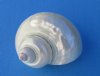 Wholesale Pearl turbo Shells, for seashell and wedding crafts 3-1/2 inch to 3-7/8 inch - Packed: 2 pcs @ $5.25 each; Packed: 12 pcs @ $4.50 each (You will receive on that looks similar to those pictured)
