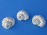 Wholesale Pearl turbo Shells 3 inch to 3-1/2 inch - 6 pcs @ $4.75 each; 12 pcs @ $4.25 each