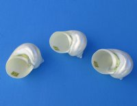 Wholesale Pearl turbo Shells 3 inch to 3-1/2 inch - 6 pcs @ $4.75 each; 12 pcs @ $4.25 each
