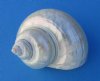 Wholesale Pearl turbo Shells, for seashell and wedding crafts 4 inch to 4-1/2 inch - Packed: 2 pcs @ $7.50 each; Packed: 12 pcs @ $6.75 each (You will receive one that looks similar to those pictured)