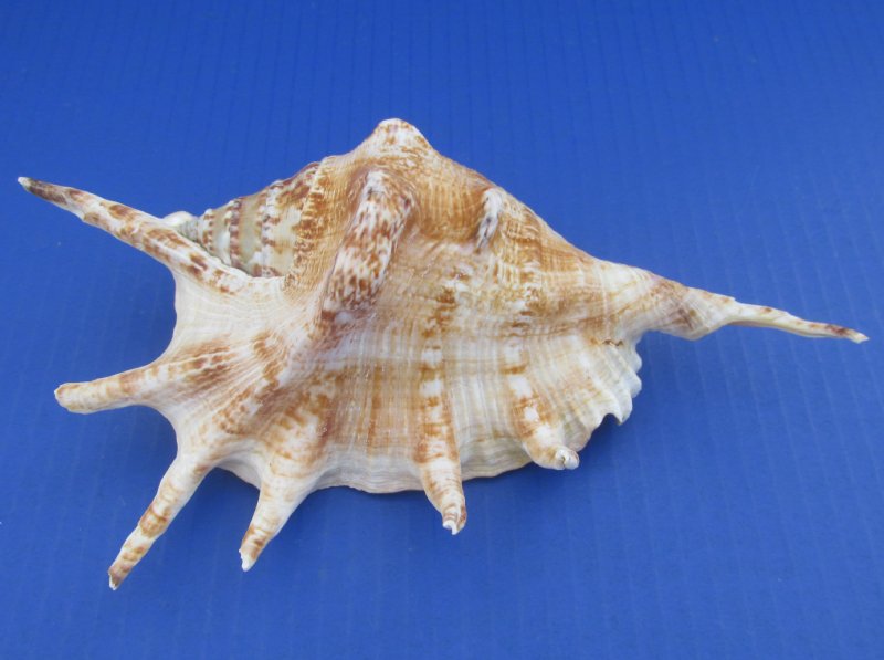 6 Spider Conch seashells 