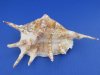 6 inches to 8 inches Extra large Wholesale Lambis Lambis Common Spider Conch Shells - Packed: 12 pcs @ $1.25 each