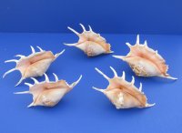 Extra Large Wholesale Lambis Lambis Common Spider Conch Shells 6 to 8 inches - 150 pcs @ $.95 each