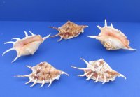 Extra Large Wholesale Lambis Lambis Common Spider Conch Shells 6 to 8 inch - 10 pcs @ $1.25 each