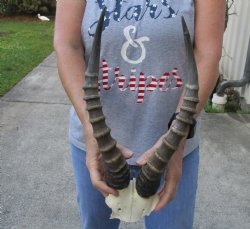 15 inch Male Blesbok Horns on Skull Plate - $35