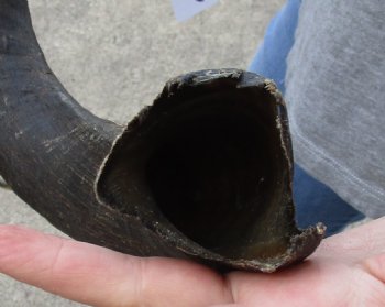 Kudu horn for sale measuring 29 inches - $44