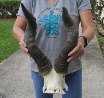 XL Male Red hartebeest skull plate 21 inch horns $60