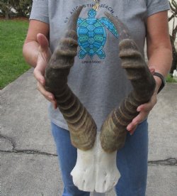 XL Male Red hartebeest skull plate 22 inch horns $60