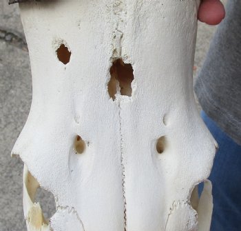 C-Grade Red Hartebeest skull 19 inch horns $65