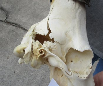 C-Grade Red Hartebeest skull 19 inch horns $65