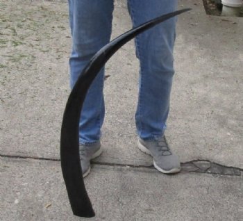 40 inch polished long buffalo horn - $24