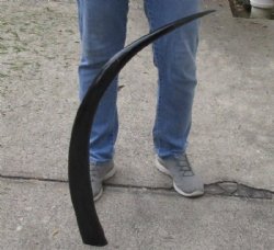 40 inch polished long buffalo horn - $24