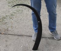 40 inch polished long buffalo horn - $34