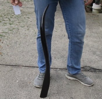 32 inch polished long buffalo horn - $19