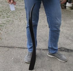 32 inch polished long buffalo horn - $19