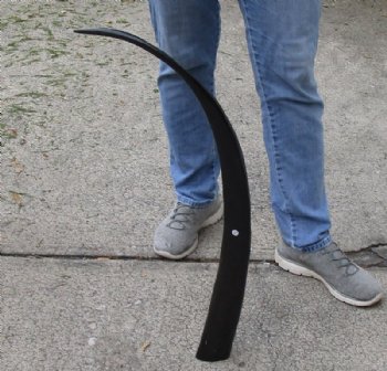 34 inch polished long buffalo horn - $19