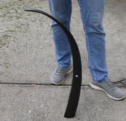 34 inch polished long buffalo horn - $19