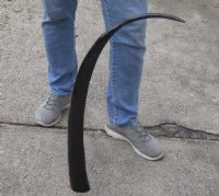 34 inch polished long buffalo horn - $19