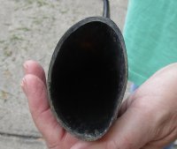 34 inch polished long buffalo horn - $19