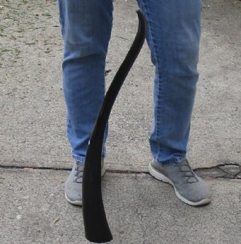 33 inch polished long buffalo horn - $19