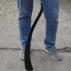 33 inch polished long buffalo horn - $19