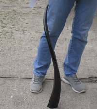 33 inch polished long buffalo horn - $19