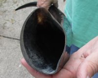 33 inch polished long buffalo horn - $19