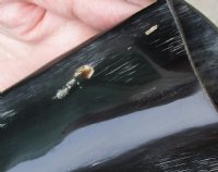 33 inch polished long buffalo horn - $19