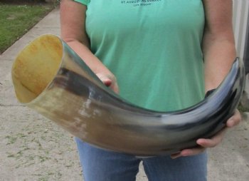 27 inches wide base polished water buffalo horn - $50