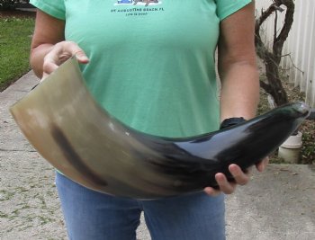 29 inches wide base polished water buffalo horn - $50