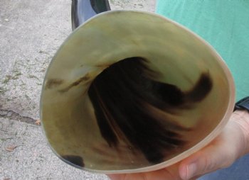 29 inches wide base polished water buffalo horn - $50