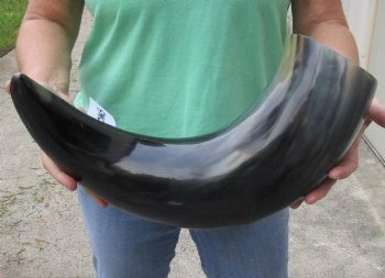 23 inches wide base polished water buffalo horn - $37