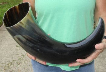 23 inches wide base polished water buffalo horn - $37