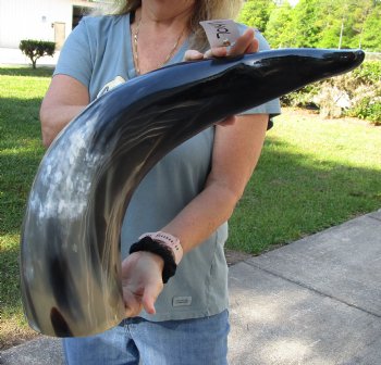 Buy this HUGE  33 inch, wide base, polished authentic water buffalo horn for $55