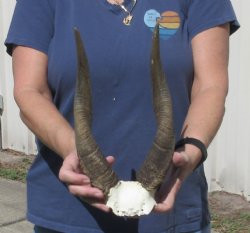 Bushbuck Skull Plate and Horns 13 inches - $45