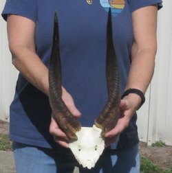 Bushbuck Skull Plate and Horns 14 inches - $45