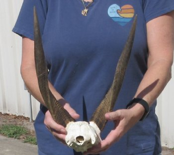 Bushbuck Skull Plate and Horns 14 inches - $45