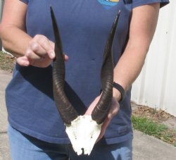 Bushbuck Skull Plate and Horns 12 inches - $45