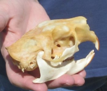 B grade North American Porcupine Skull - $21