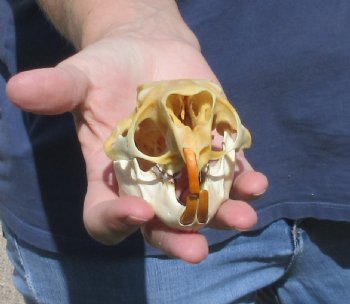 B grade North American Porcupine Skull - $21